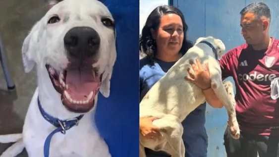 La historia de Duque, el perro robado que volvió a casa y pudo pasar Año Nuevo con su familia