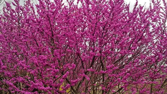 El gran valor ornamental