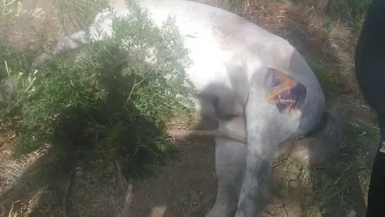 Nuevo accidente con animales sueltos: un burro y un caballo muertos