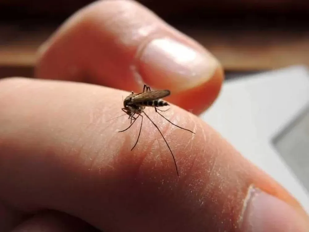 Científicos advierten que el mosquito del dengue se adaptó para sobrevivir al frío