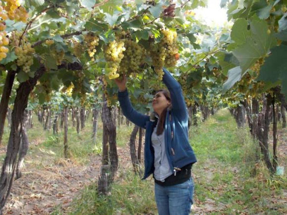 Uvas de San Juan en la bendición del Papa
