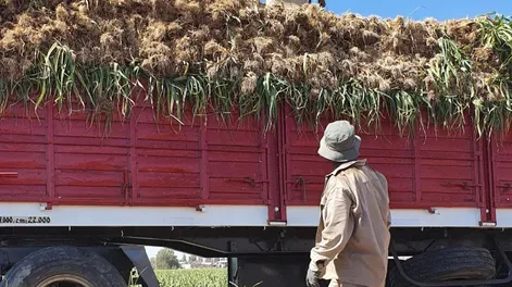 Diario de Cuyo | RELEVANCIA. El ajo es la segunda exportación agrícola fresca de mayor impacto en la economía y viene creciendo.