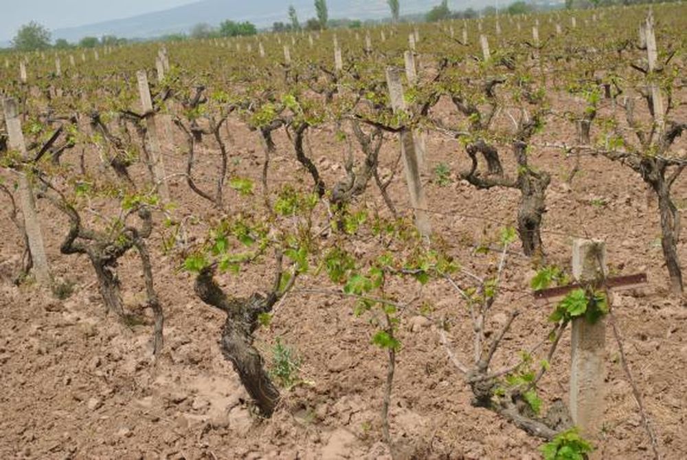 Las heladas afectan en Turquía a las vides destinadas a pasas de uva