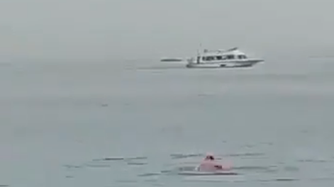 Impactante video: captan el momento en que un tiburón devora a un nadador