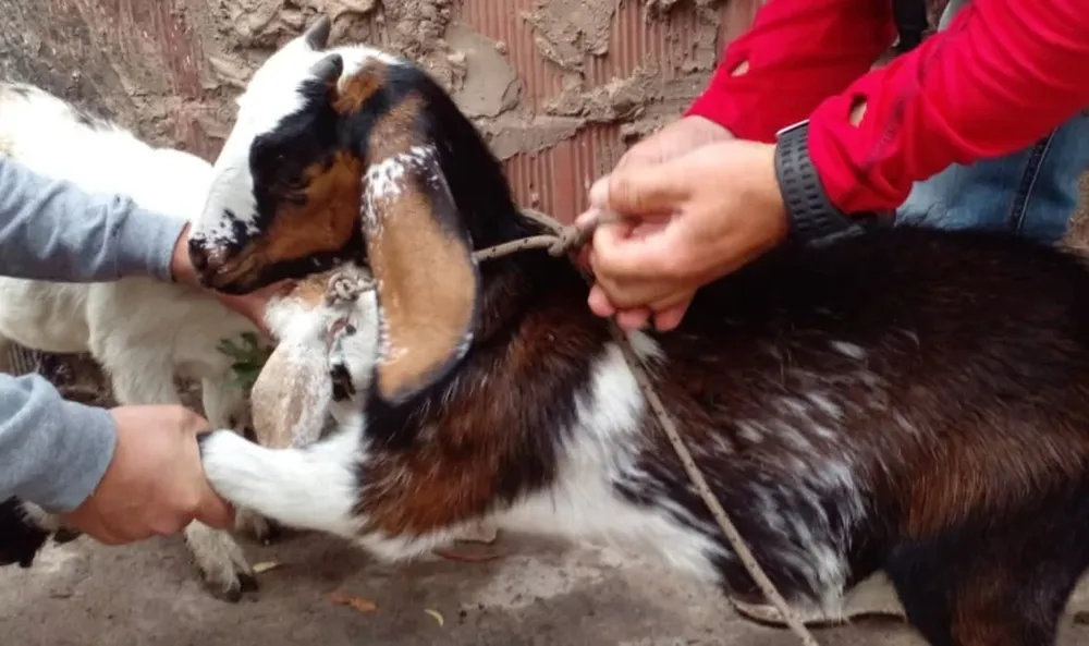 Detienen a dos vendedores ambulantes por el robo de cabrillonas a puestero de Albardón
