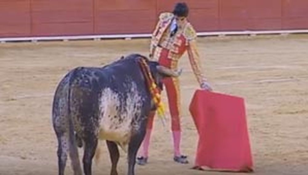 Impactante: difunden video del momento en el que el torero fallecido recibe la cornada fatal