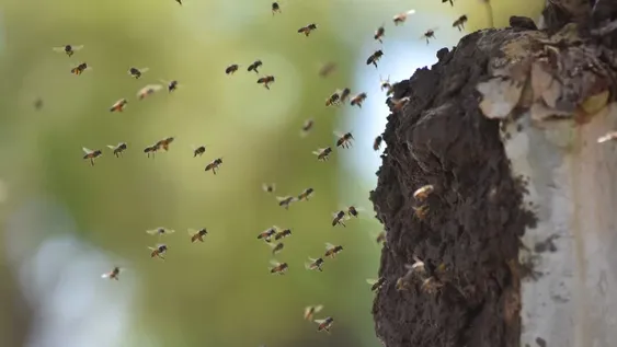 Gran despliegue municipal para retirar un panal de abejas de la plaza 25 de Mayo