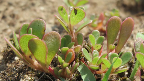 Verdolagas, una de las plantas más elegidas.