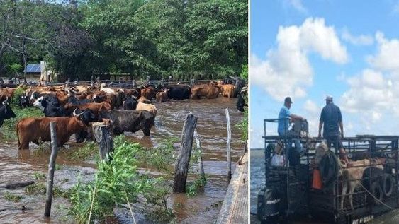 Unas 5 millones de cabezas de ganado, en riesgo por crecidas