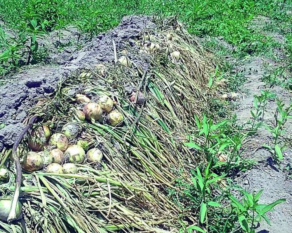La cebolla temprana, con momentos de precios bajos