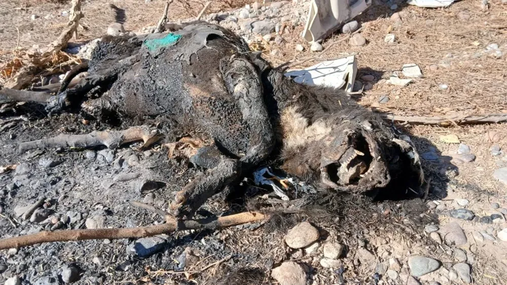 Denuncian el hallazgo de una perra violada, quemada y asesinada