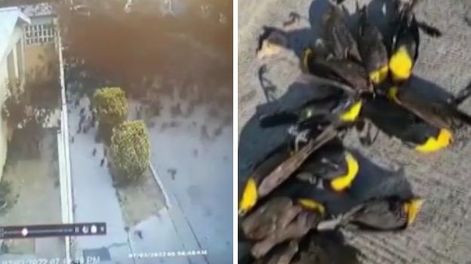 Video estremecedor: decenas de pájaros murieron misteriosamente mientras volaban