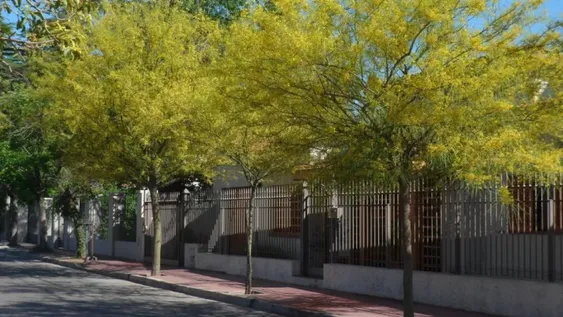 Apuntan a hacer cambios profundos en el arbolado público y sumar 10.000 ejemplares