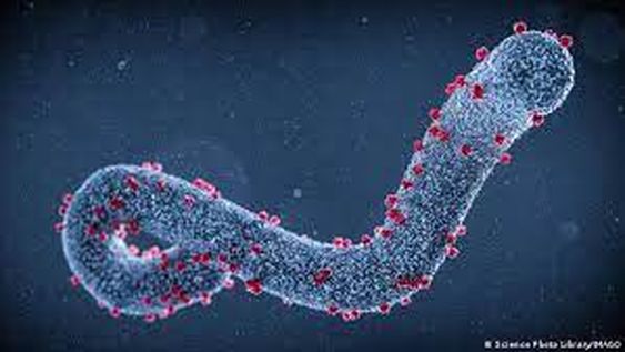 La OMS eleva a 11 el número de muertos por un extraño virus en Guinea Ecuatorial