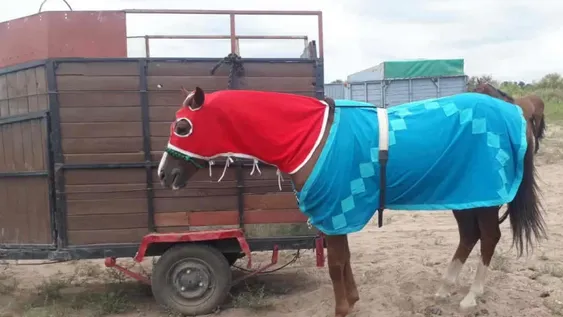 Una carrera ilegal de caballos