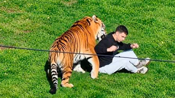 Un hombre ingresó al recinto de un tigre en un zoológico y murió tras ser atacado.