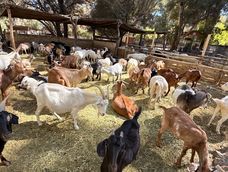 El Parque Faunístico tiene una sobrepoblación de animales y no reciben más ejemplares para evitar el colapso. El Parque Faunístico tiene una sobrepoblación de animales y no reciben más ejemplares para evitar el colapso.