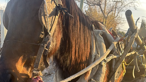 maltrato animal en pocito: detuvieron a un hombre que trasladaba un caballo desnutrido