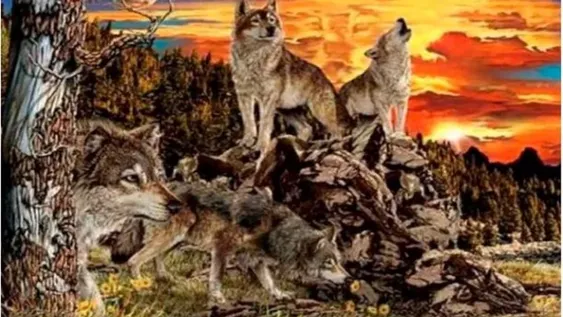 ¡Dime cuántos lobos ves y te diré cómo es tu personalidad!