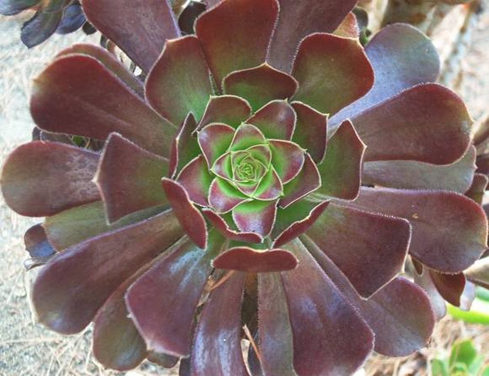 Plantas Suculentas