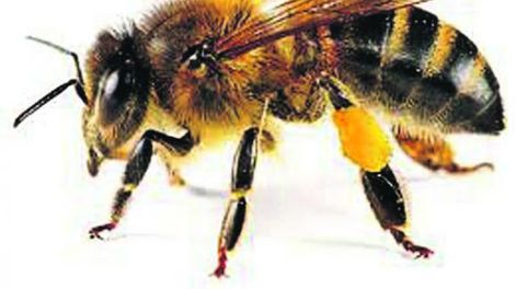 El insecticida imidacloprid, con riesgos para las abejas