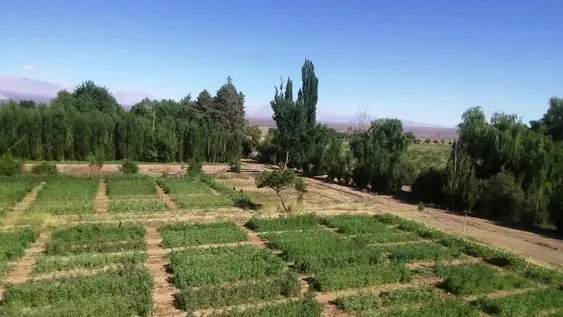 Promocionan la quinoa en valles, como una alternativa alimentaria