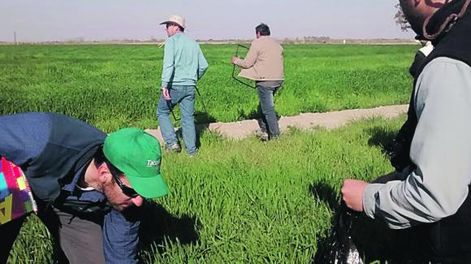 Abonos verdes invernales, para luego cultivar chacras