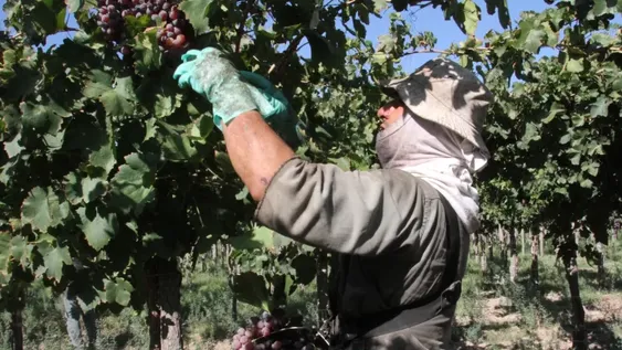 El Gobierno lanzó los créditos de cosecha con plazo de entrega exprés