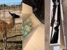 en pocito hallaron un arsenal, droga y fauna silvestre en dos allanamientos de la policia rural en pocito hallaron un arsenal, droga y fauna silvestre en dos allanamientos de la policia rural