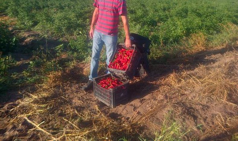 Comenzó la cosecha de pimiento para pimentón en Valle Fértil
