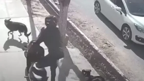 [VIDEOS] Alerta por motochorros que atacan en una parada de colectivo a plena luz del día