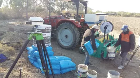 Los altibajos del clima demoran cosecha de tomates tempranos