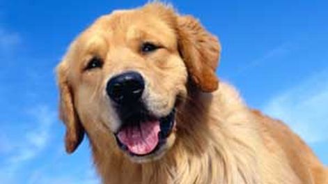 Perros inteligentes