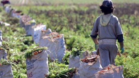 El trabajo infantil afecta a 1,3 millones de niños en Argentina