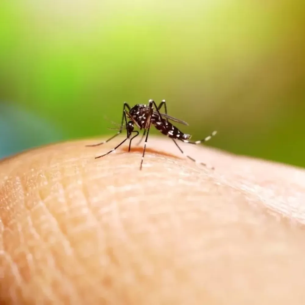 El dengue bate récords de casos y muertes en el país pero el pico aún no llegó