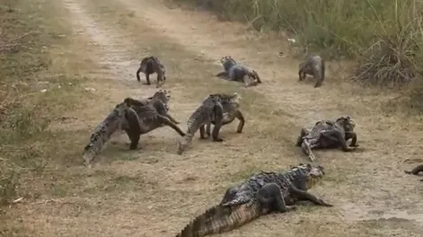Yacarés escapando y animales muertos: el impacto del fuego en Corrientes