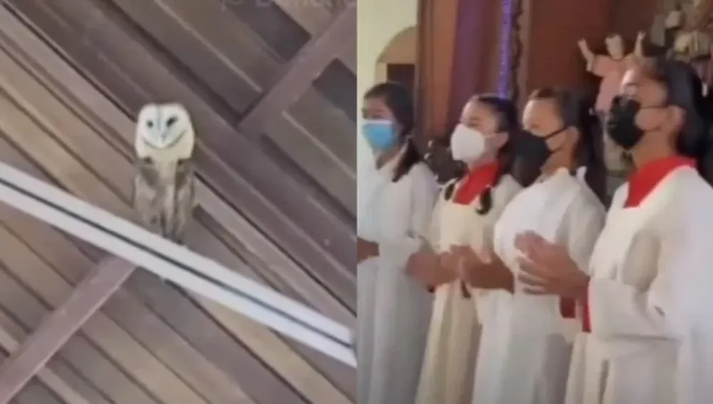 Intentaron ahuyentar de la iglesia a una lechuza… ¡pero se puso a bailar!