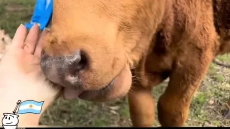 Dolor e indignación en un pueblo de Córdoba: carnearon a un ternero que era la mascota de un colegio primario