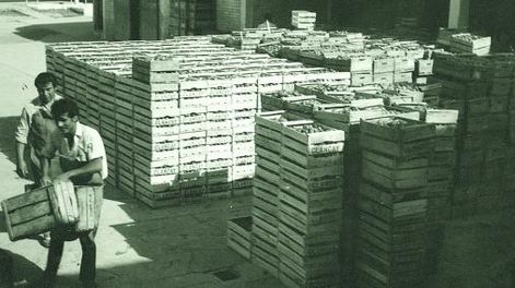 Presente, pasado y futuro agropecuario de Jáchal