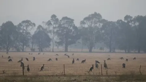 Decenas de canguros huyen de los incendios forestales en Australia