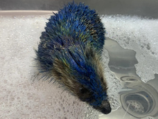 La sustancia le pegó las púas, le impidió enrollarse y le causó problemas respiratorios. A pesar de la atención veterinaria, el animal murió. Foto: Facebook/Prickly Pigs Hedgehog Rescue.