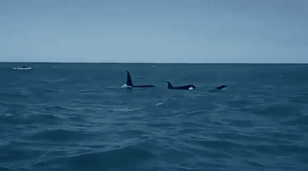 Capturan a una orca en la costa de Monte Hermoso y es furor