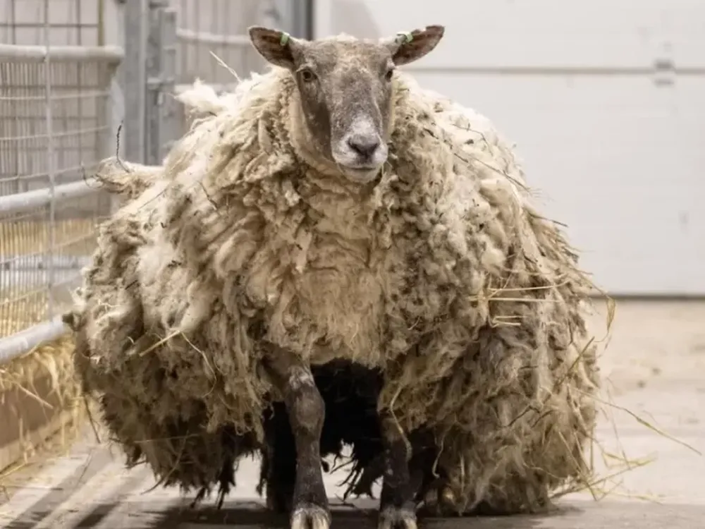 La increíble historia de la oveja más solitaria del mundo que se convirtió en motivo de disputa