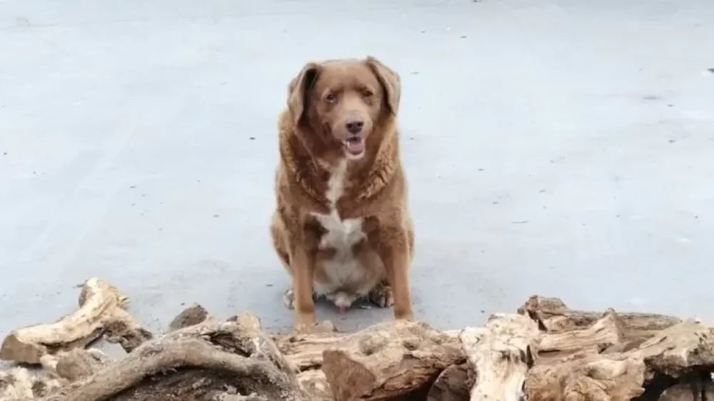 Bobi, el perro más longevo del mundo, falleció a los 31 años