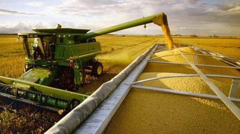 Se derrumba el precio de la soja y no para