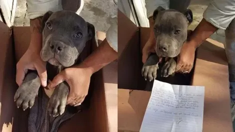 Un niño abandonó a su perro en un refugio para salvarlo de los maltratos de su padre