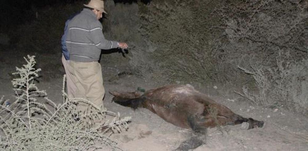 Por falta de un camión no incautan animales sueltos