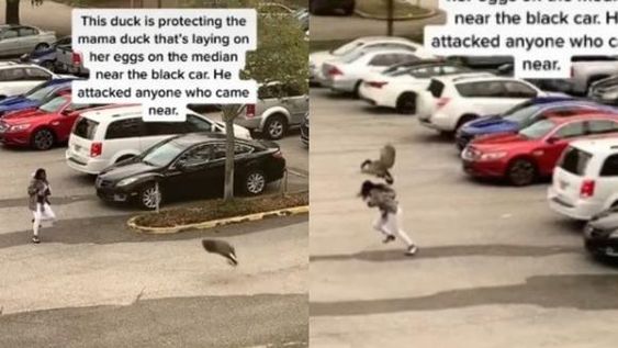 El inesperado ataque de un ganso a una mujer que se hizo viral