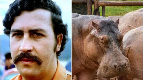 Colombia matará a hipopótamos de Pablo Escobar que se convirtieron en plaga