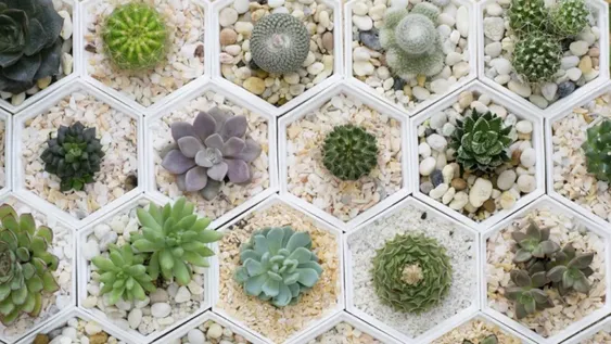 ¡Que no se te sequen los cactus! Tips y claves para su cuidado